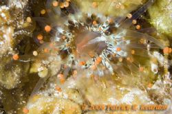 Orange-ball corallimorph. Night dive, Turks & Caicos. D10... by Patrick Reardon 
